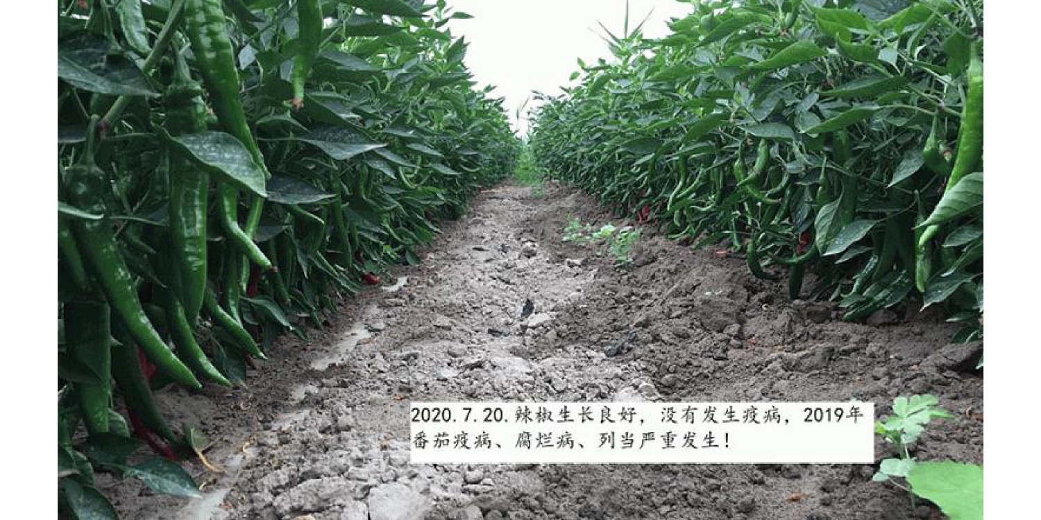 一种建复泥土沉金属的生物有机肥料及其造备步骤--成都非凡国际曹刚整顿的资料2021.12.7.0045.jpg