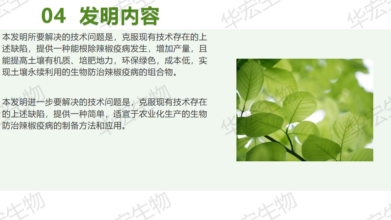 一种生物防治辣椒疫病的组合物及造备步骤和利用_13.jpg