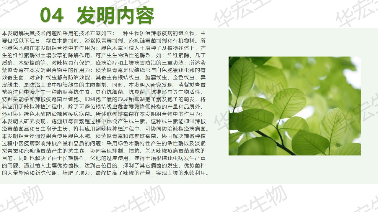 一种生物防治辣椒疫病的组合物及造备步骤和利用_14.jpg