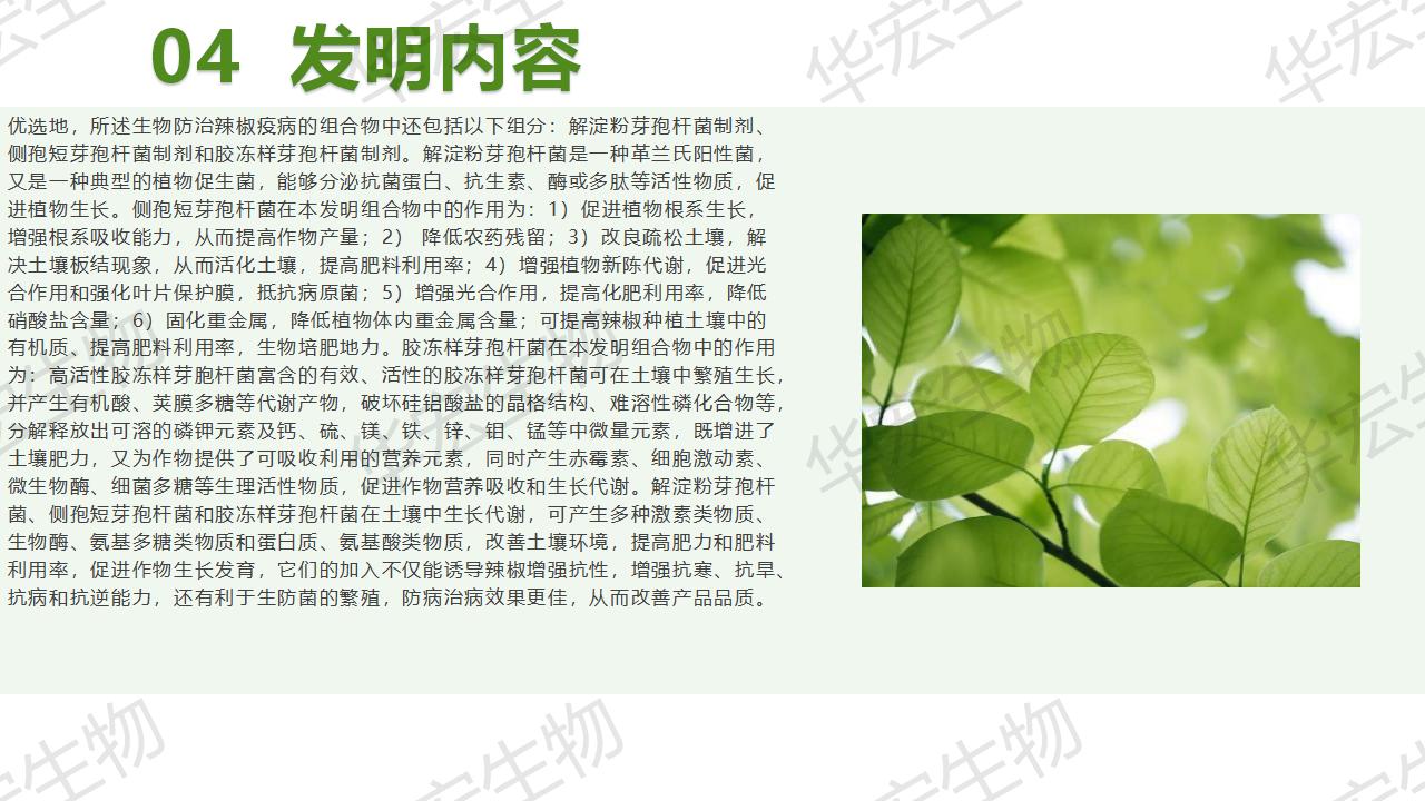一种生物防治辣椒疫病的组合物及造备步骤和利用_16.jpg