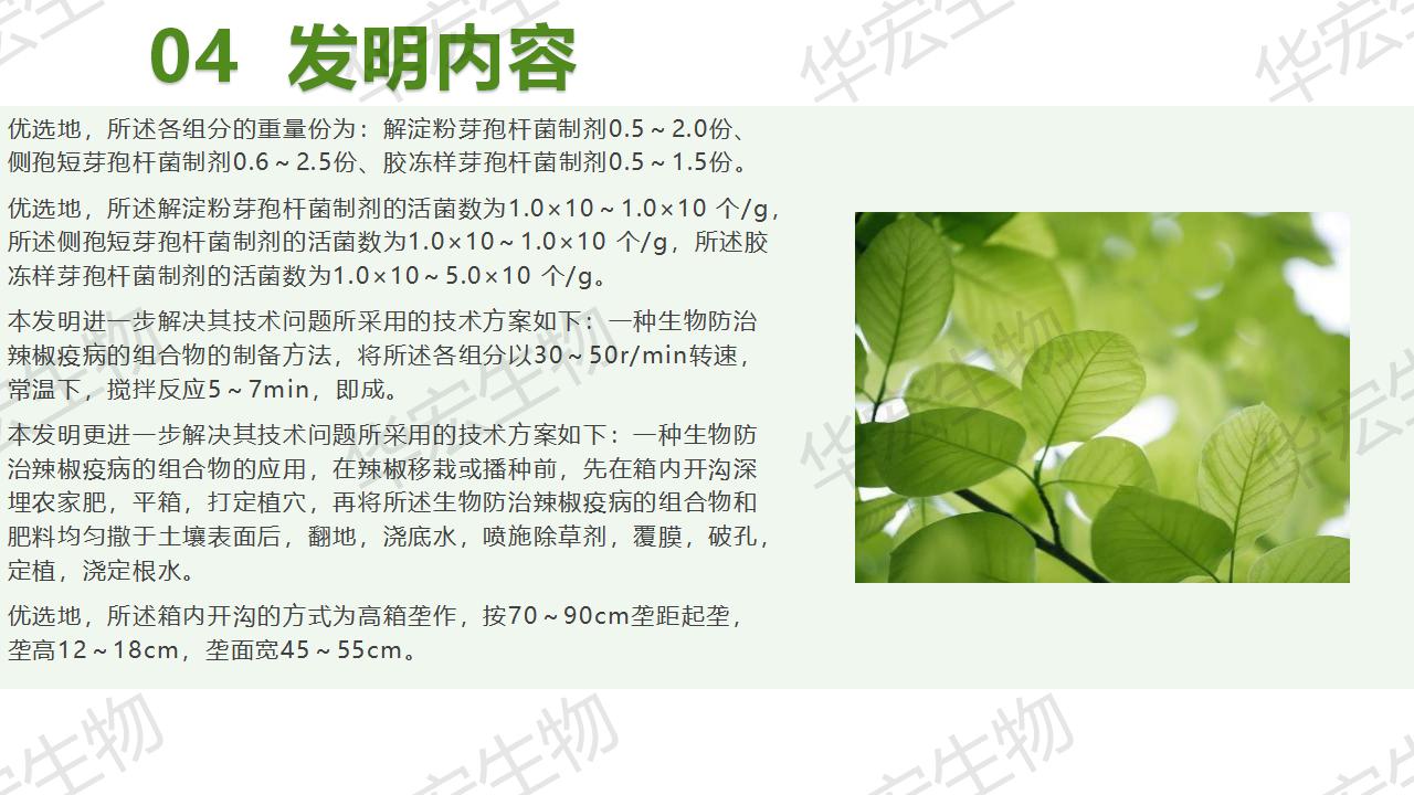 一种生物防治辣椒疫病的组合物及造备步骤和利用_17.jpg