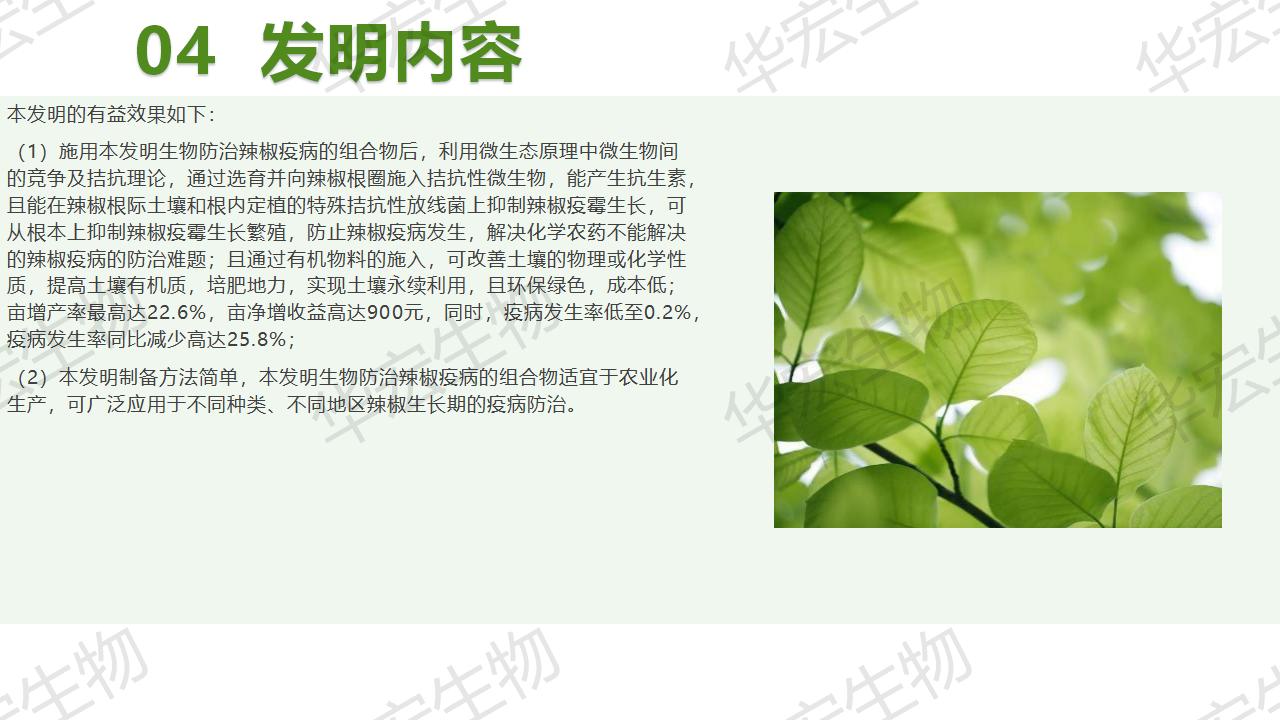 一种生物防治辣椒疫病的组合物及造备步骤和利用_19.jpg