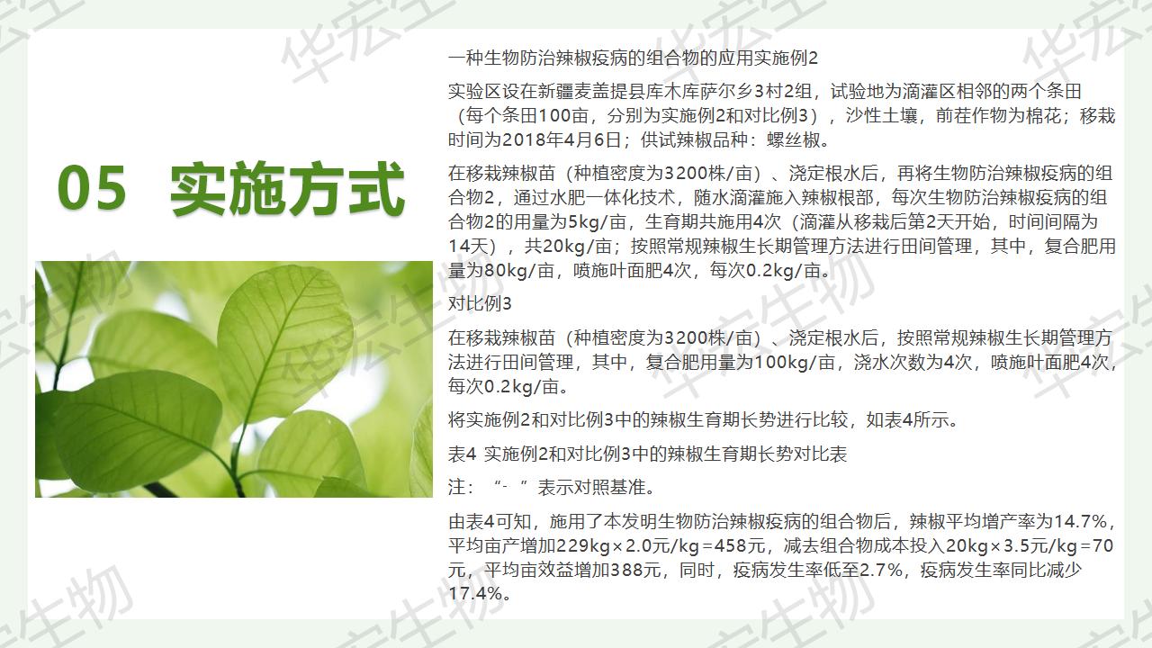 一种生物防治辣椒疫病的组合物及造备步骤和利用_23.jpg