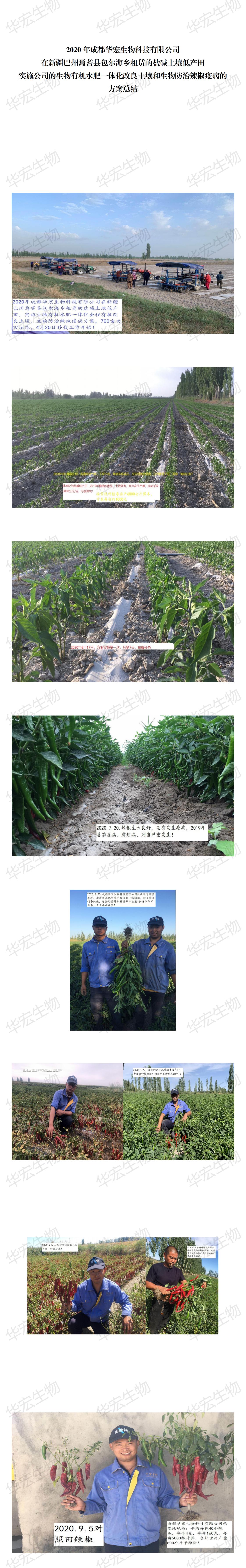 2020年非凡国际辣椒种植示范(2)_00.jpg